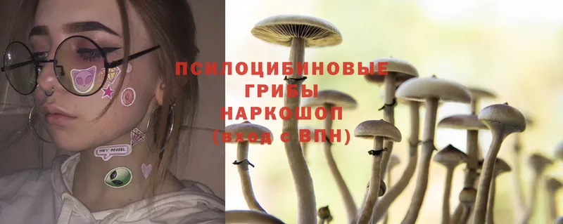 Псилоцибиновые грибы Psilocybine cubensis  Обнинск 